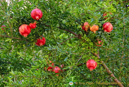 Pomegranite in the Alhambra gardens