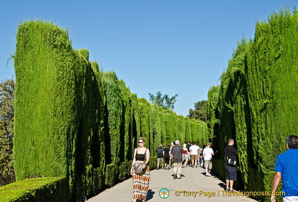 Walls of conifer hedges