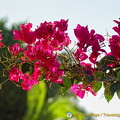 Brilliant red bougainvillea