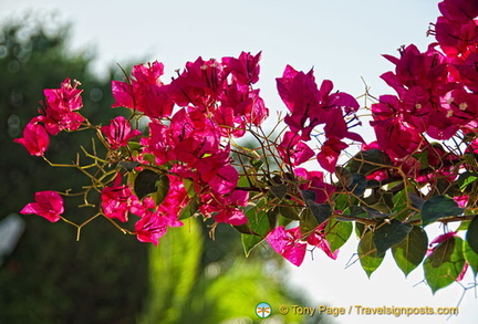 Brilliant red bougainvillea