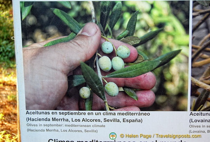 Larger size olives grown in Mediterranean climate