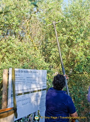 Raking the olive trees at harvest time