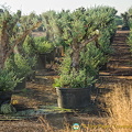 Pots of old olive trees for sale