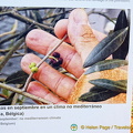 Small olives grown in non-Mediterranean climate (被訪問過 1261 次) This is an example of the small olives from olive trees grown in Lovaina Belgium which are harvested... Small olives grown in non-Mediterranean climate