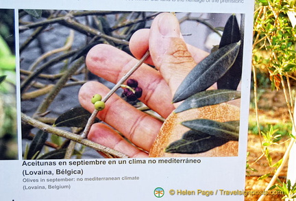 Small olives grown in non-Mediterranean climate