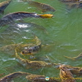 Fish in the Jardín del Estanque water reservoir