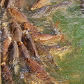 Fish in the Jardín del Estanque