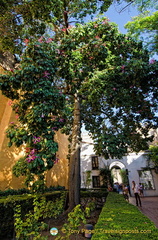 Real Alcázar:  Patio del Léon