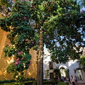 Real Alcázar:  Patio del Léon