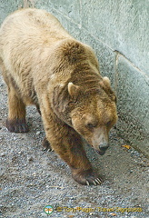 Berne Bear Pits and Rose Garden