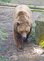 Berne Bear Pits and Rose Garden