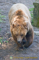 Berne Bear Pits and Rose Garden