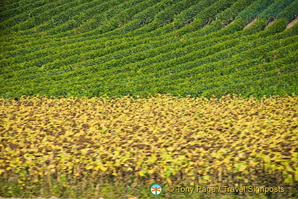 Lac Leman Road to Geneva