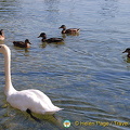Lac Leman Road to Geneva (901 návštev) Lac Leman Road to Geneva
