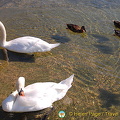 Lac Leman Road to Geneva (960 návštev) Lac Leman Road to Geneva