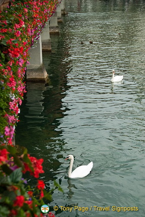 Lucerne (815 visits) Lucerne