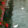 Lucerne (815 heimsóknir) Lucerne