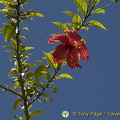 Moorea, Tahiti (985 Besuche) Moorea, Tahiti Moorea, Tahiti