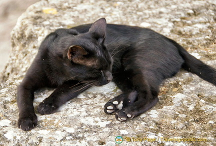 The Aphrodisias cat