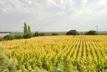 Corn fields