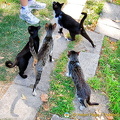 Cats of Aphrodisias