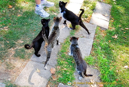 Cats of Aphrodisias