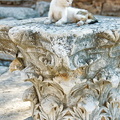 Cat enjoying ambience of Ephesus