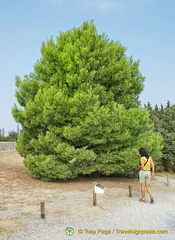 Lone pine tree