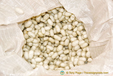 Silk cocoons