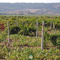 Balaklava (957 visits) Balaklava