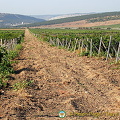 Balaklava (952 visits) Balaklava