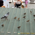 Sun and Sea: Yalta's Beaches (1453 بازدید) Even the pidgeons & sparrows are out sunning Sun and Sea: Yalta's Beaches