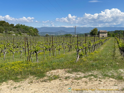 Vineyards and vast open space