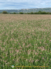 A sea of pink from the sainfoin flowers