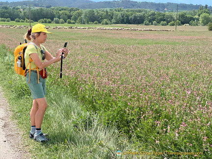 Sainfoin field 