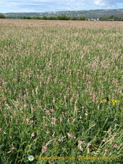 Sainfoin flowers make a pretty sight