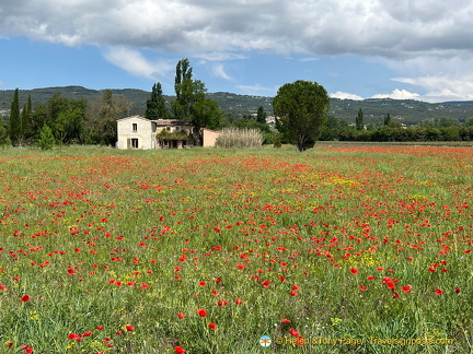 Sea of red poppy flowers