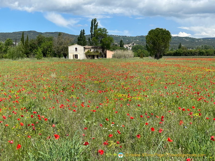 Splash of red from the poppy flowers