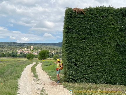 Oh what a hedge!