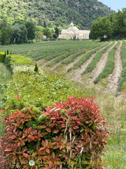 First sight of Abbaye de Sénanque 