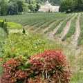 First sight of Abbaye de Sénanque (1607 visits) Abbaye de Sénanque - Hilltop Villages of Luberon - French Walking Holidays First sight of Abbaye de Sénanque