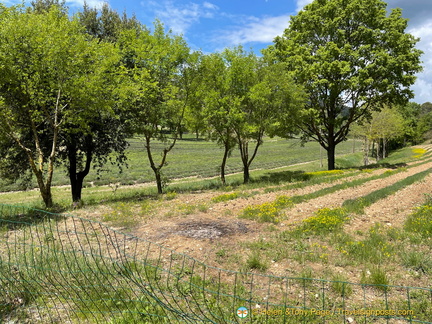 Lavender fields, now fenced off