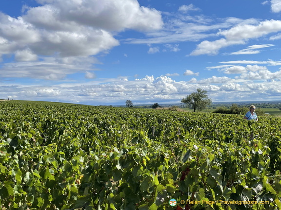 IMG 2696 (1083 visits) IMG 2696