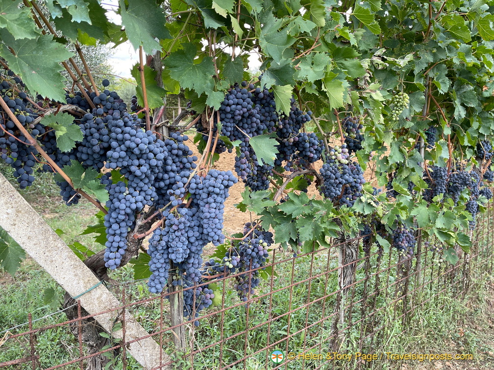 IMG 0178 (1255 visits) IMG 0178