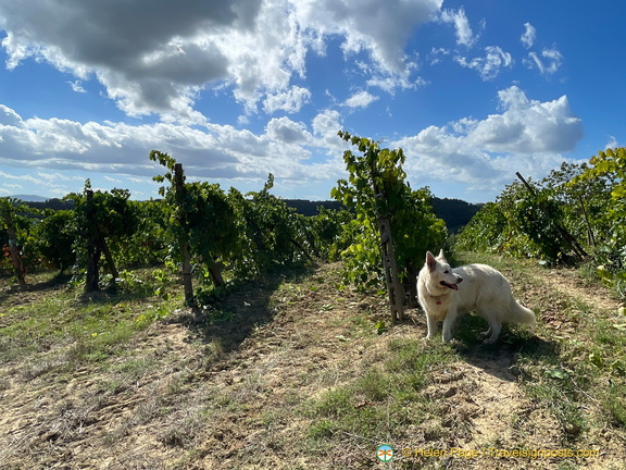 IMG 0196 (1721 visingar) IMG 0196