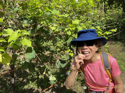 Tasting a Glera grape