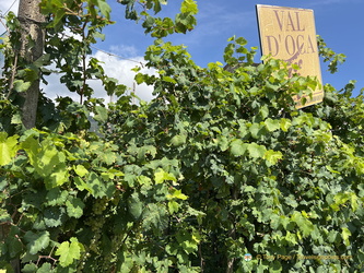 Val d'Oca vineyards