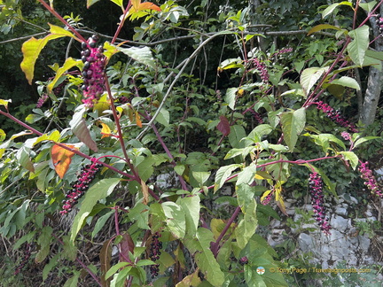 Pokeweed 