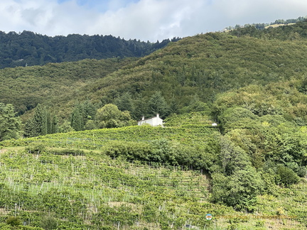 Santo Stefano vineyard