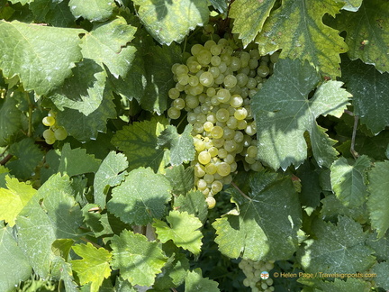 Glera grapes